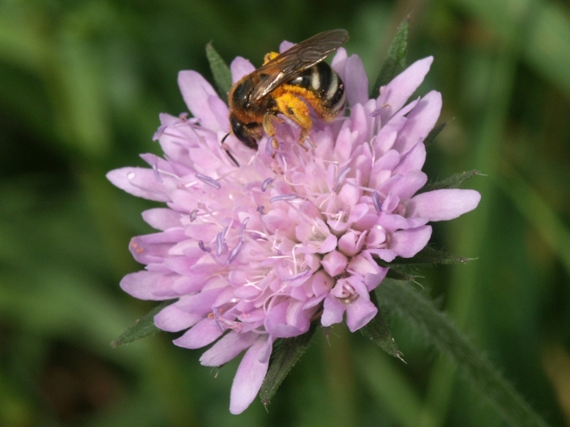06_vcela_pel.jpg - [en]Bee carrying pollen[sk]Včela a peľ