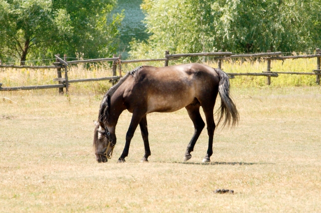PICT3845.jpg - [en]Horse[sk]Kôň