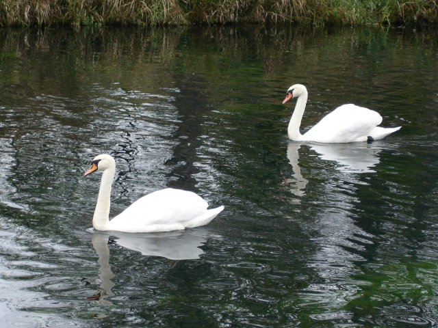 dsc01349.jpg - [en]Swans[sk]Labute