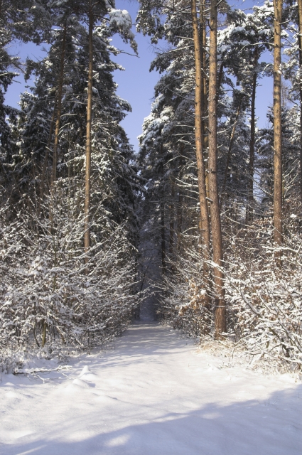 PICT0325-01.jpg - [en]Winter forest path[sk]Zimná lesná cesta