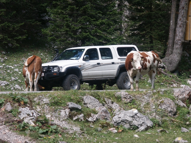 pict0553.jpg - [en]Cows and the jeep[sk]Kravy pri džípe
