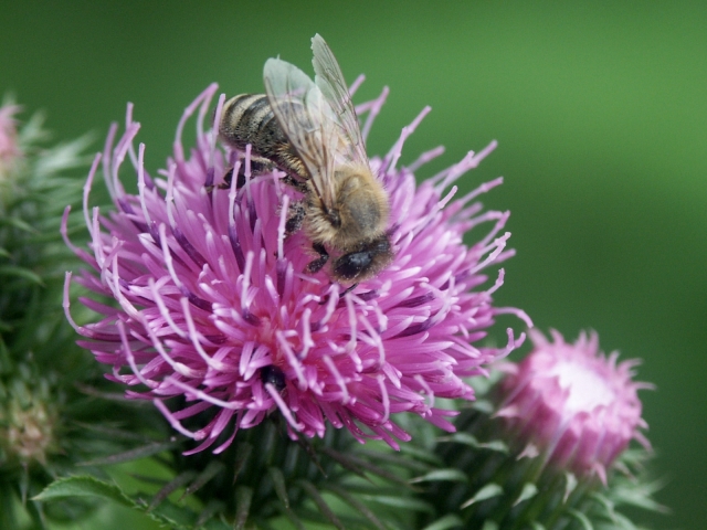 04_bodliak_vcela.jpg - [en]Bee on a thistle[sk]Včela na bodliaku