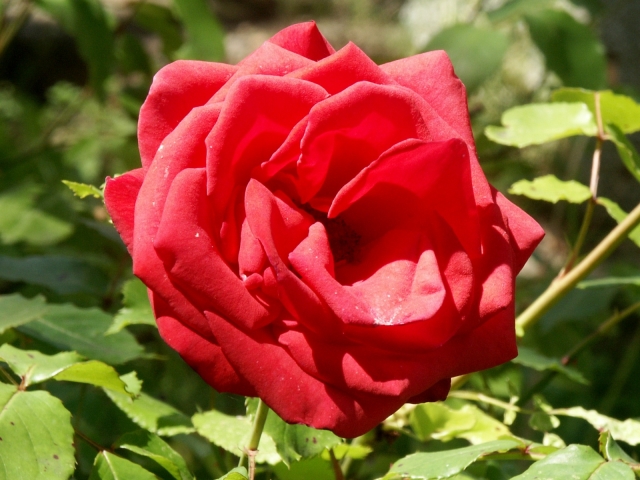 08_ruza.jpg - [en]Rose[sk]Ruža