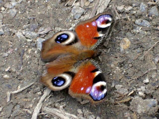DSC01857.jpg - [en]Butterfly[sk]Motýľ