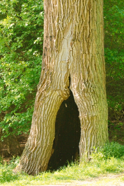 _DSC0668.jpg - [en]Tree at Rokytna[sk]Bútľavý strom pri Rokytnej