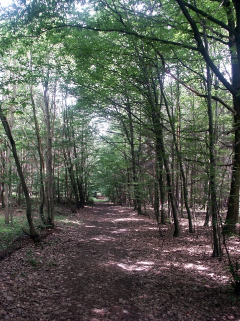 07_lesna_cesta.jpg - [en]Forest path[sk]Lesná cesta