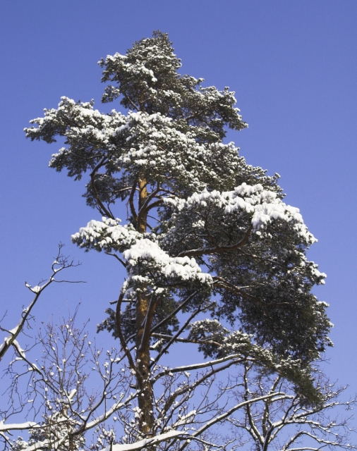 PICT0328-01.jpg - [en]Pine tree[sk]Borovica